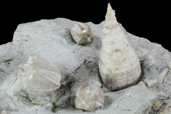 Blastoids (Pentremites) & Horn Coral Mounted On Shale - Ilinois #91468